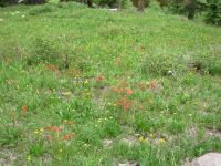 Wildflowers galore